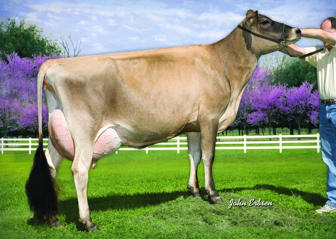Dave-Ron Iatola Sylvia-ET, VG-87% - 3rd Dam of Lot B Embryos