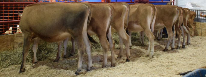 little-heifer-line-up
