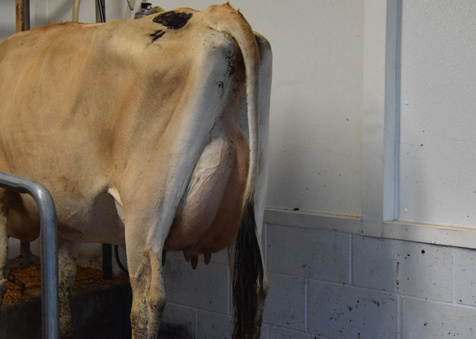 Lot 4 - High Selling Lot at the Ohio Fall Production Sale