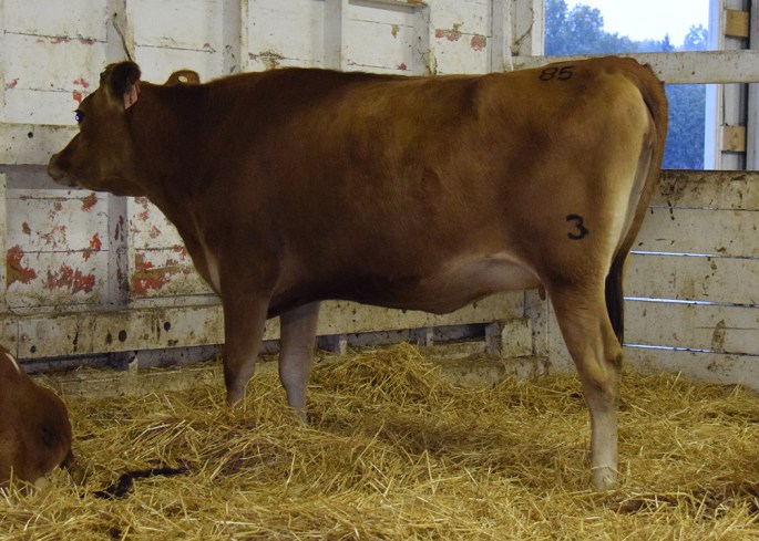 Lot 85 - GJPI 148, GJUI 19.6 and due in a month