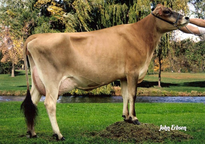 Nobledale Victorias Sydney-ET, E-90% - 4th Dam of Lot B Embyros