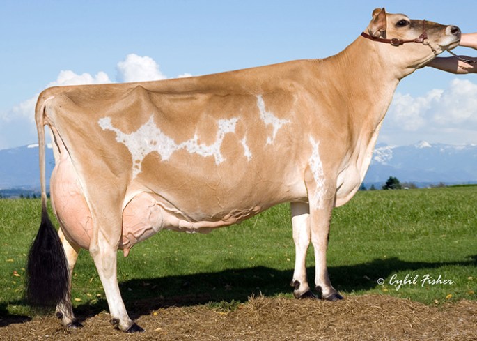 Pleasant Nook F Prize Circus, E-97% and National Grand Champion, ' 03 and '06. Grandam of Lot A Choice