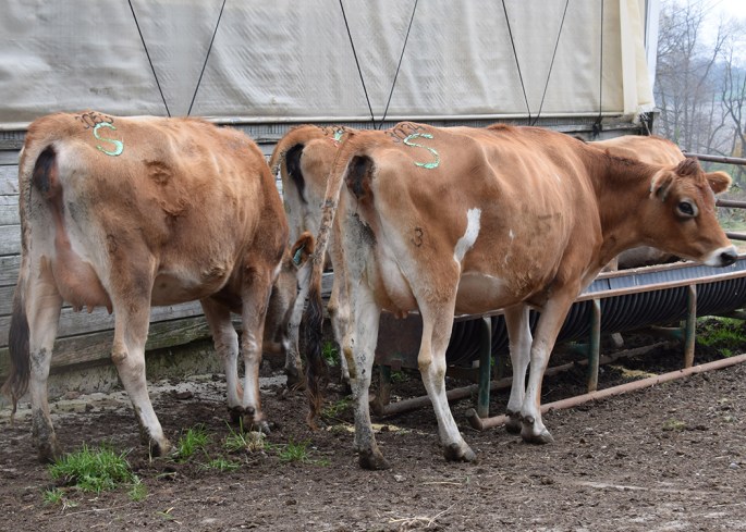 Clover Patch Cornucopia II Sale - SPRINGING HEIFERS