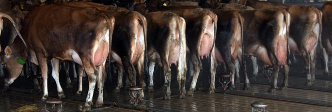 milking-line-up